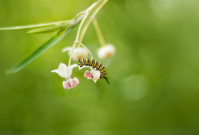 No Sex for Butterflies